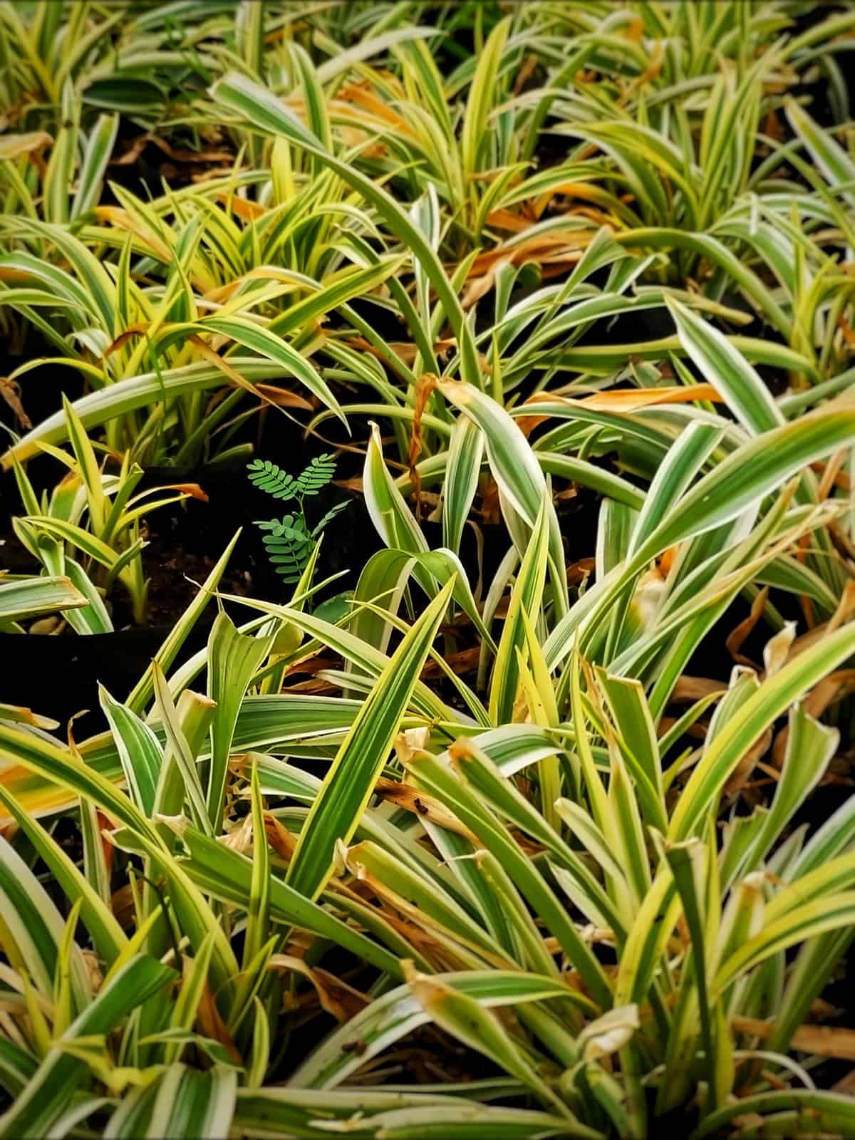 Chlorophytum Comosum